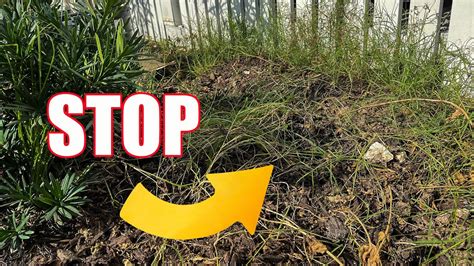 Kill Bermuda Grass Flower Beds YouTube