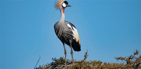 Grey Crowned Crane Protection - Love Uganda Safaris