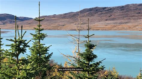 Tree Planting In Greenland Youtube