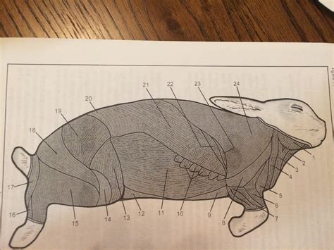 Rabbit Muscles Diagram Quizlet