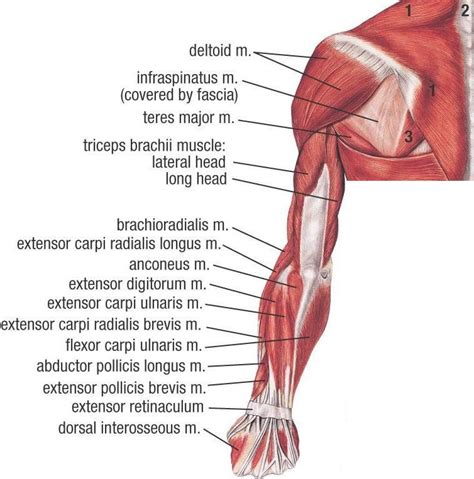 Upper Extremity Muscles Labeled