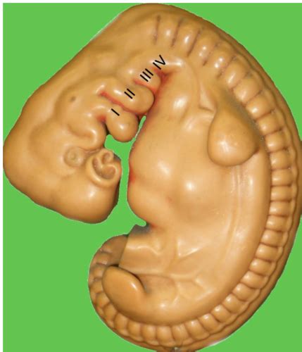 Development Of The Pharyngeal Arches Flashcards Quizlet