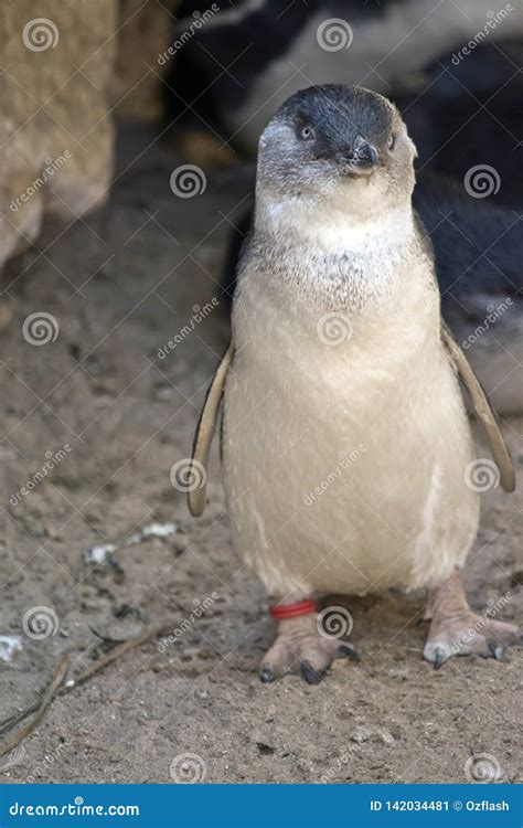 A fairy penguin on land stock image. Image of marine - 142034481