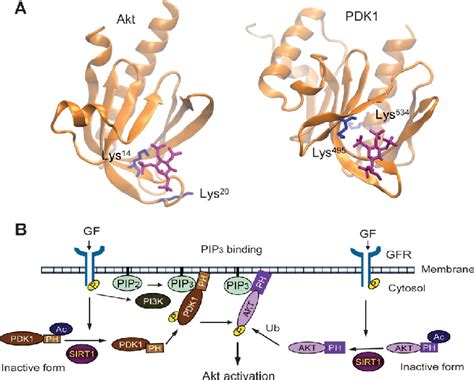 A Crystal Structures Of PH Domains Of Akt And PDK1 Interacting With