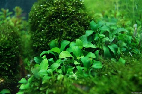 Anubias Barteri Var Nana Petite Bonsai Flowgrow Aquatic Plant