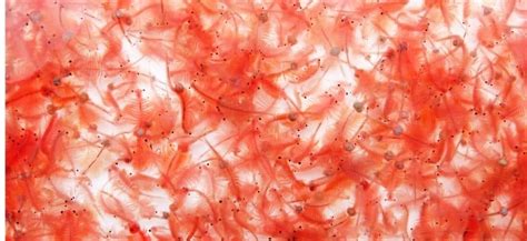 Life Cycle Of Brine Shrimp