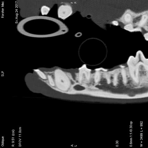 Canine Acanthomatous Ameloblastoma News Eastcott Referral