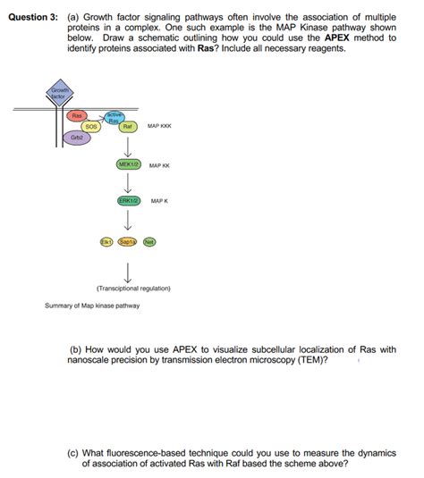 Solved Question 3 A Growth Factor Signaling Pathways Chegg