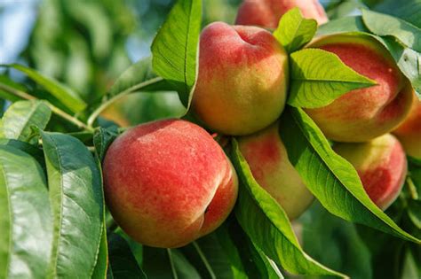 Peach Essential Oil Melange Luscious Fruity Perfume Ingredient White