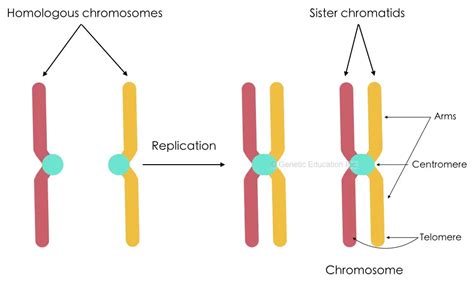 Differences Between Chromosome And Chromatid Genetic Education