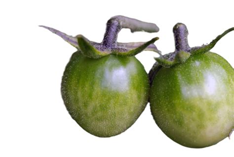 Green Tomatoes Png Vector Psd And Clipart With Transparent
