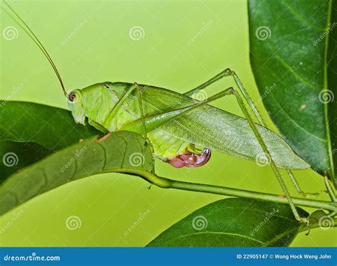 Green katydid stock image. Image of katydid, green, gardens - 22905147