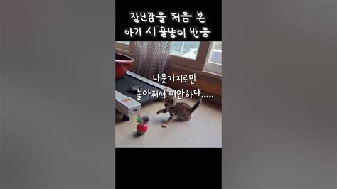 장난감 처음 본 시골 아기고양이 반응ㅋㅋㅋ Youtube