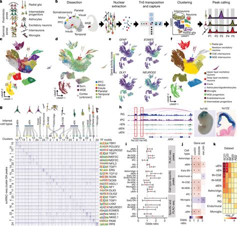 Single Cell Chromatin State Atlas Of The Developing Human Brain A