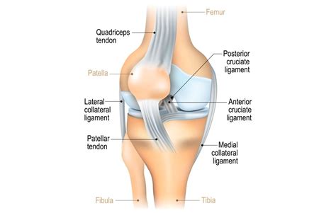 Diagram Of Acl And Mcl Mcl Acl Injury Diagram Knee Pain Liga