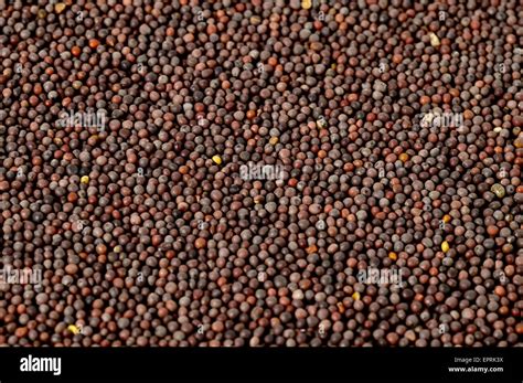 Brown Mustard Seeds Stock Photo Alamy