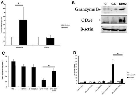 Granzyme B Was Secreted By NK 92 Cells And Penetrated Into CNE 1 Cells