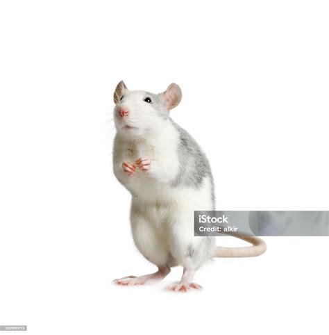 Little Cute Rat Standing On His Hind Legs Over White Stock Photo