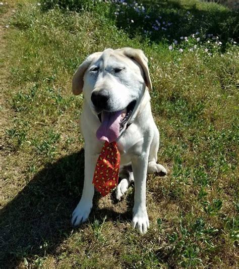 Dog With Facial Deformity Finds Home After Years Of Neglect