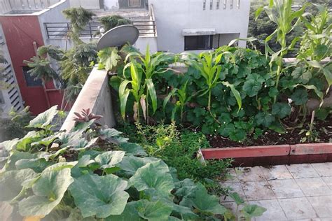 Terrace Vegetable Garden