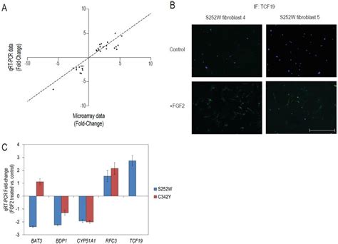 Human Periosteal Fibroblast Experiments A Validation Of