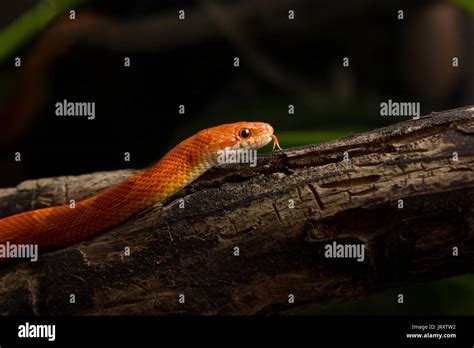 Cute Corn Snake Male On A Tree On Dark Background Hypo Bloodred Morph