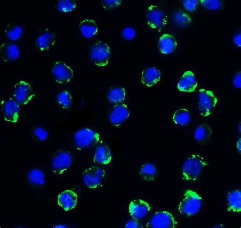 Cd B H Monoclonal Antibody H Invitrogen G