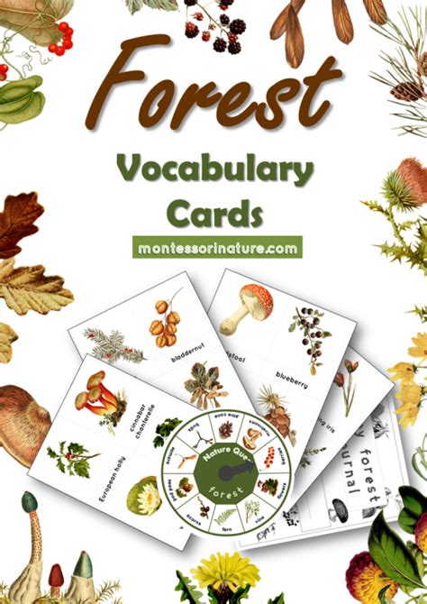 Forest Vocabulary 3 Part Cards Forest School Activities Nature