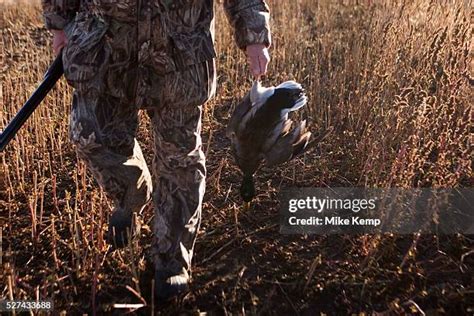 Mallard Hunting Photos and Premium High Res Pictures - Getty Images