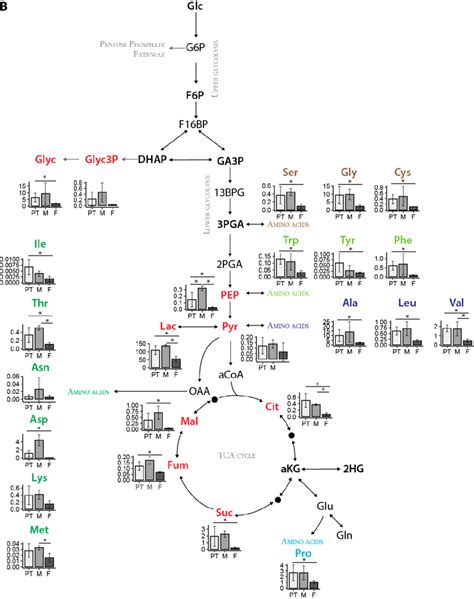 Sex Dependent Metabolic Alteration In Os Patients With Primary Tumors