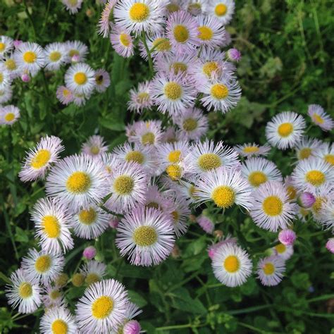 Discover The Best Edible Wild Plants In North America