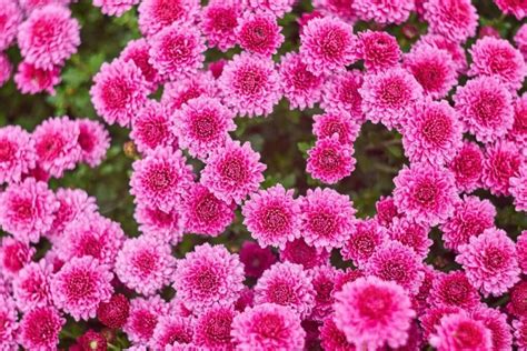 Beautiful Meaning And Symbolism Of Chrysanthemum Flower And Color