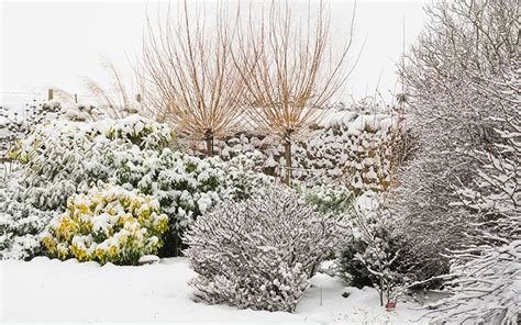 Zo Bescherm Je Jouw Planten Tegen Vorst