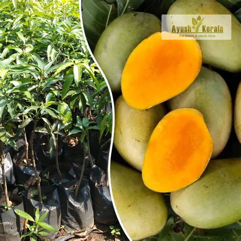 Buy Arka Aruna Mango (ICAR Bengaluru) Fruit Plant | Kerala Nursery