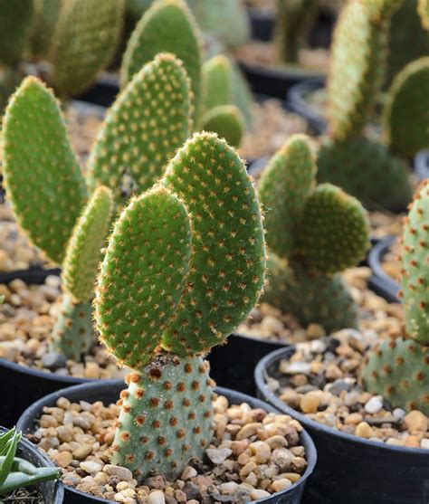 Bunny S Ear Opuntia Microdasys Live Plant Micky Mouse Cactus Plant