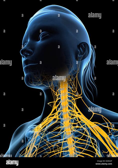 Nervensystem Des Kopfes Stockfotos Und Bilder Kaufen Alamy