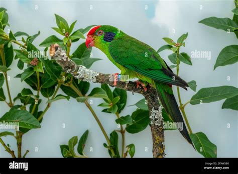 Igginosbirdpics Hi Res Stock Photography And Images Alamy