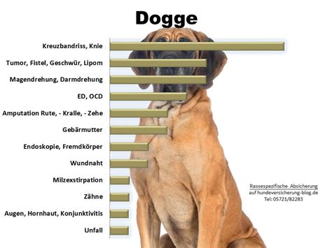 Hundeversicherung für Dogge Hundeversicherung Blog de