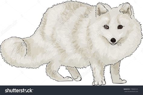 Arctic fox clipart - Clipground