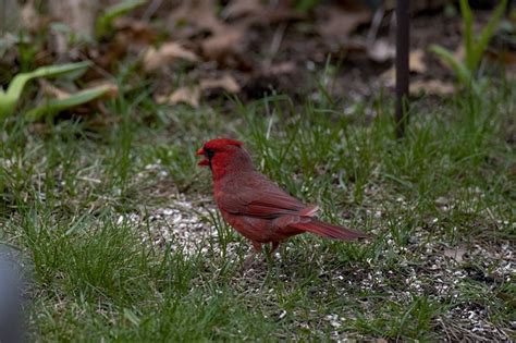 Bird Cardinal Red - Free photo on Pixabay