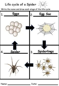 priority File Magnetic life cycle of a spider Silently Fjord weight