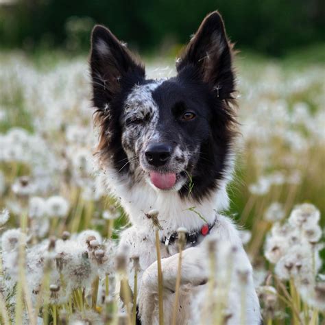 Representatives Of The Border Collie Breed Remain Working Dogs In Our
