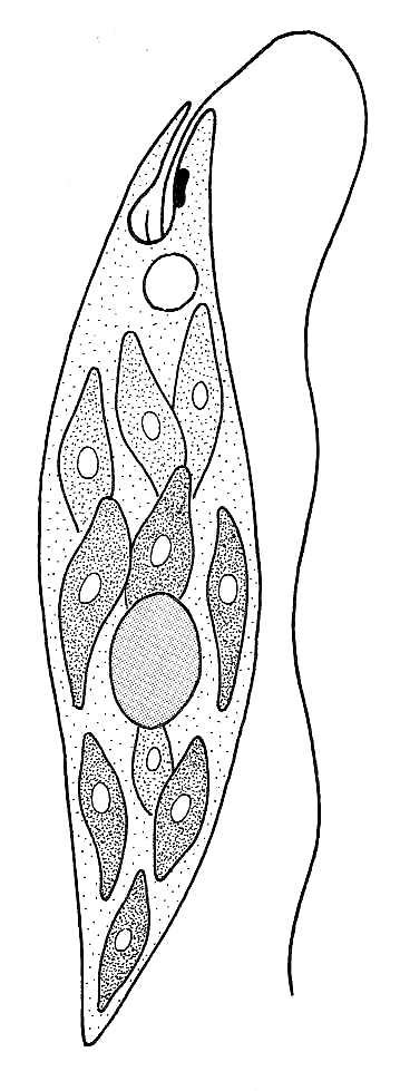 Biological Drawings Structure Of Euglena Biology Teaching Resources