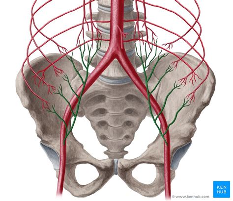 Femoral Artery Anatomy And Branches Kenhub