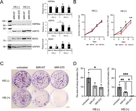 The Role Of Mir 570 In Cellular Resistance To Proteotoxic Stress A