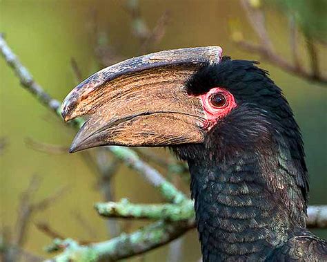 Trumpeter Hornbill | IUCN Hornbill Specialist Group