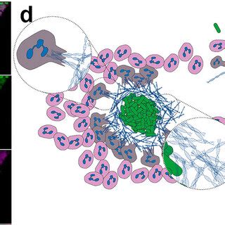 The Origin Of Extracellular DNA Surrounding Biofilms A Image Of