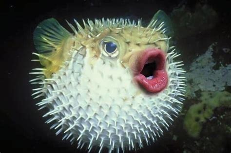 Putting Donald Trump Mouth On Puffer Fish Is a Thing Now, And It's Fabulous