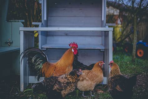 Comment Bien Commencer Son Levage De Poules Pondeuses