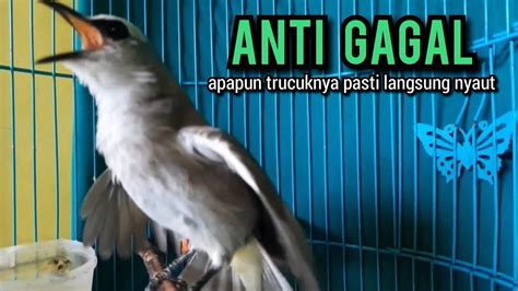 Trucukan Gacor TARUNG ROPEL PANJANG Buat Pancingan Trucukan Agar Bunyi